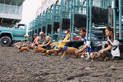 A field of 24 purebred dachshunds competes for top dog honors at Emerald Downs on Sunday.