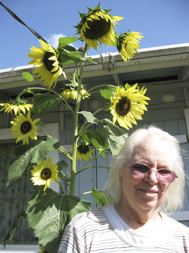 Proud Mary and her giant sunflower shine.