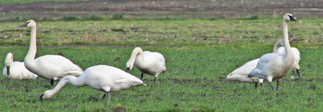 Trumpeter swans are making a rare visit to Auburn area.