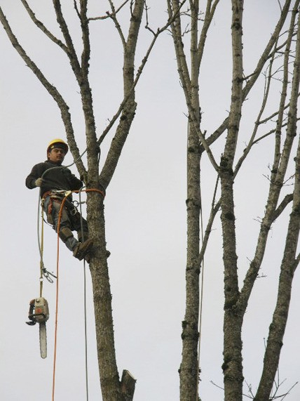 A crewman from the Rainier Tree Company pulls his chainsaw in position to remove limbs from a rotting maple tree at Pioneer Cemetery on Monday.