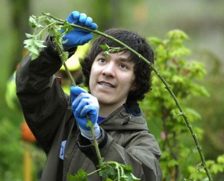 Jeremiah Arreola pulls down blackberry bushes at Auburn Environmental Park as part of the '08 Clean Sweep.