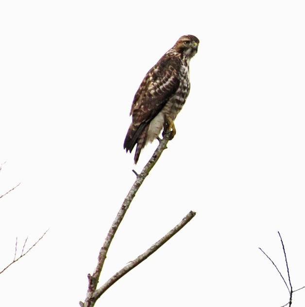 A juvenile red-tailed hawk perches on a tree off 15th Street Northwest