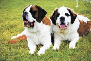 Two large and tuckered out St. Bernard dogs take in the festivities at the inaugural Petpalooza festival at Game Farm Park last year.
