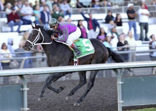 Gallant Son will compete in the $2 million Juvenile showdown at the Breeders' Cup on Saturday.