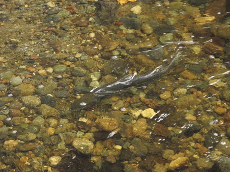 Pink salmon were spotted in Olson Creek on Mary Olson Farm.