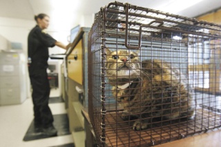 A lost cat brought in by the man who found it waits to be checked in at the King County Animal Shelter in Kent. The animal control officer handling the intake