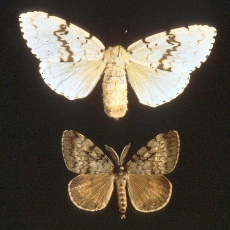 The gypsy moth is the worst forest pest ever brought into the U.S. In its caterpillar form