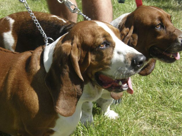 Dogs of all sizes and breeds will invade Auburn's Game Farm Park on Saturday for the popular Petpalooza