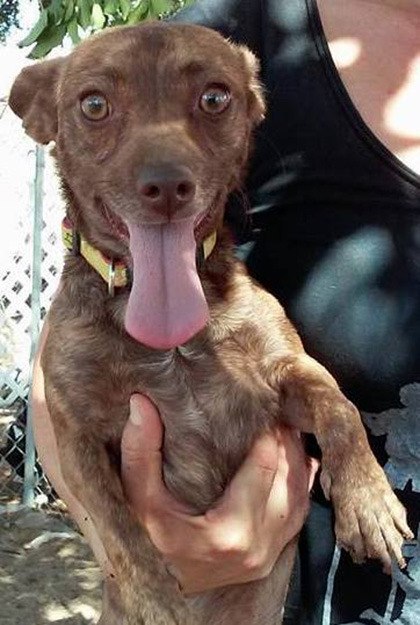 Rosie is one of the many dogs available for adoption at the Pawsitive Alliance's holiday adoption event Saturday. Rosie is a happy