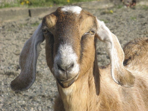 Goats are among the domestic farm animals that could be allowed on residential property in Auburn