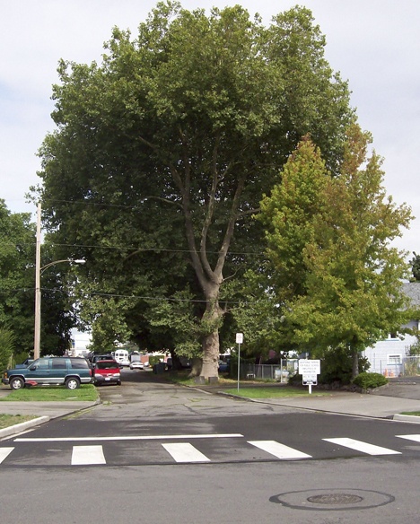The City will honor resident Marilyn Dollinger for preserving the two significant London Plane trees at 12 G St. NW in Auburn.