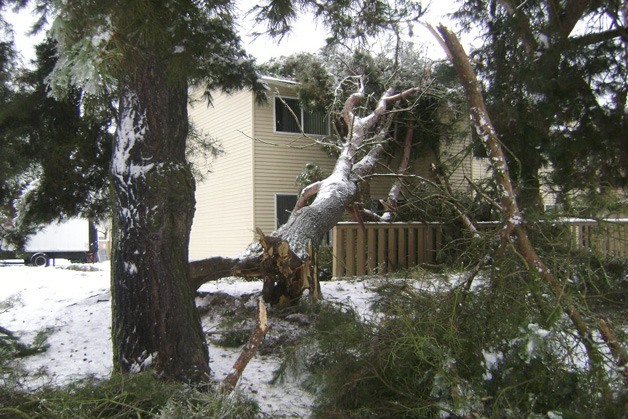Hanan Amer captured this storm-uprooted tree from his Auburn neighborhood last week.