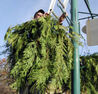 Parks maintenance worker Greg Newman hangs a holiday basket on one of the light poles along Main Street last week.