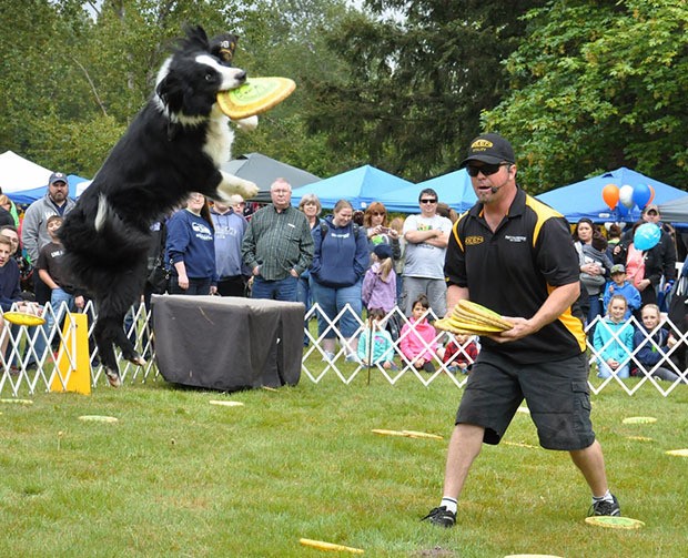 JD Platt from K9 Kings Flying Dogs looks on as Bossko snatches a Frisbee during Petpalooza.