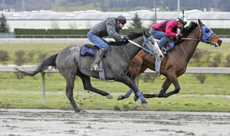 Exercise riders put a pair of ponies through their paces at Emerald Downs.