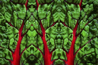Ellen Witebsky’s photographic series explores – with a sense of fun and whimsy – our compulsion to make changes to the natural world and the objects in it.