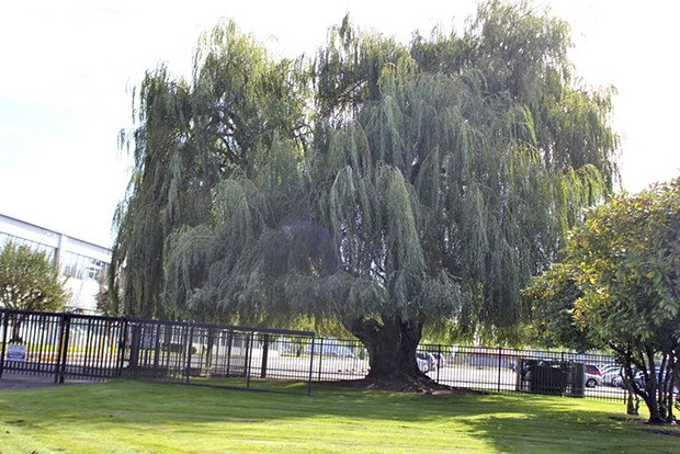 The Weeping Willow at U.S. General Services Administration will be designated as a significant tree in the city by the Auburn Urban Tree Board.