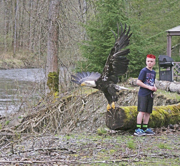 A rehabilitated female bald eagle was released back into the wild on March 20 on a section of the Green River west of Flaming Geyser State Park.