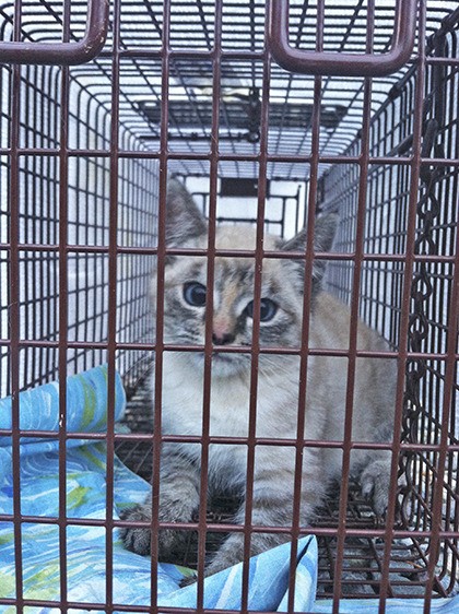 The nine adult cats that have been trapped so far will get spayed/neutered
