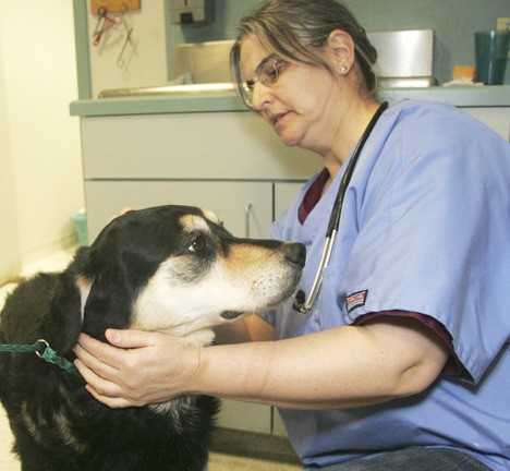 Veterinarian Betsy Larson gives a senior stray dog a physical examination to prepare him for adoption at the Kent shelter. King County is turning to Auburn and other cities to help share the cost of providing its regional services.