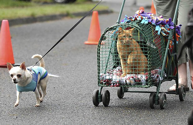 Cats and dogs rule the day during Petpalooza