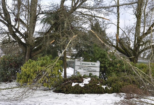 Auburn lost 215 trees of 33 varieties inside City parks from the nasty January storm.