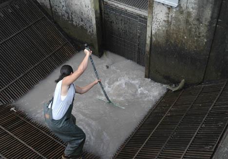 Crews at Mud Mountain Dam worked to transport a record number of pink salmon