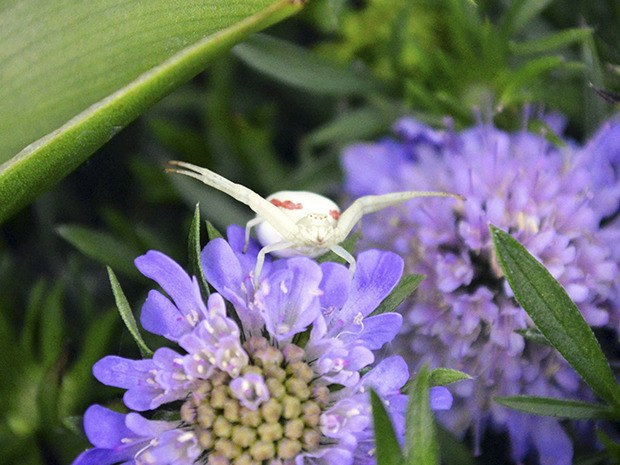 Auburn’s Marc Poblete recently captured this image of a female Goldenrod Crab Spider (Misumena Vatia) while watering his lawn.
