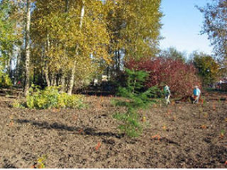 Volunteers spent a day planting trees and other vegetation as part of the Pacific Meadows Wetlands Habitat Restoration project.