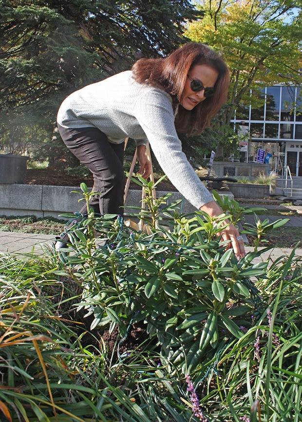 Denise Brown arranges purple lights around the freshly planted rhododendron in front of City Hall on Thursday. The purple rhody was planted in honor of Brown's late sister