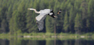 Auburn Reporter photographer Gary Kissel caught this blue heron being chased by a red wing blackbird while on vacation in Eastern Washington.
