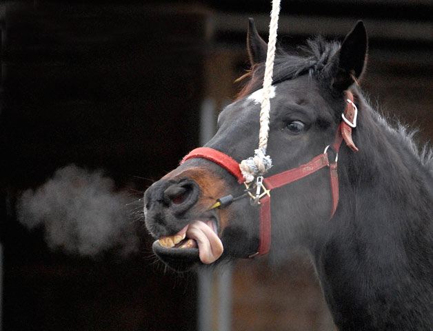 A thoroughbred exercises on a cold morning in the backstretch at Emerald Downs. The winter training season is on at the Auburn oval. The 91-day meet begins April 17.