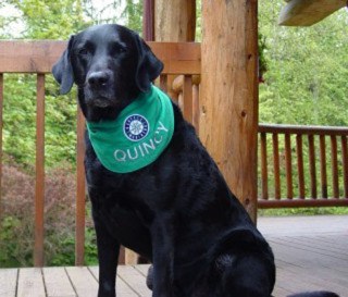 Quincy was an explosives detection dog for the Sheriff's Office for more than 10 years.