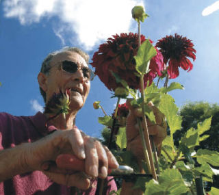 Mike Harbin cuts one of his prized dahlias called spartacus. The Auburn man has a wide assortment of dahlias and other beautiful plants thriving in his private garden for the public eye.