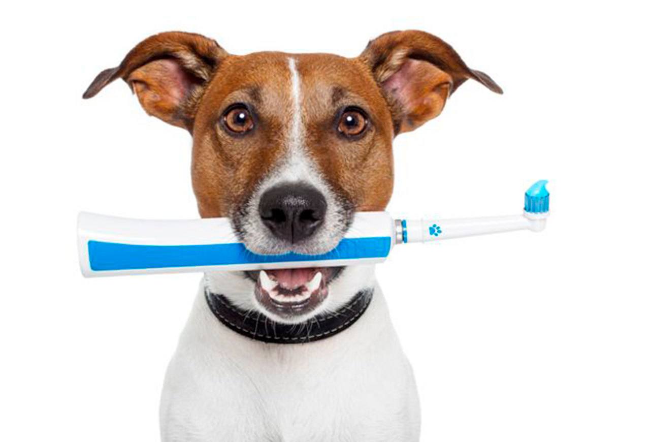 Similar to humans, dogs require regular dental maintenance to avoid diseases and ensure a lifetime of strong teeth and handsome smiles. COURTESY PHOTO