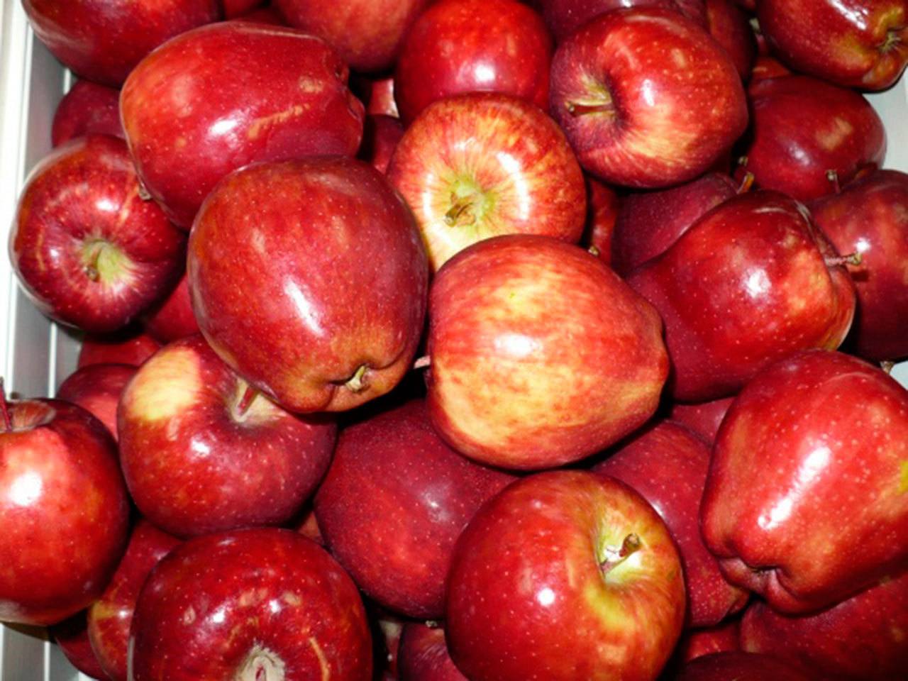 Our state’s growers lost $95 million in overseas sales. Foreign buyers, while preferring the quality of Washington apples, looked elsewhere to fill the void.
