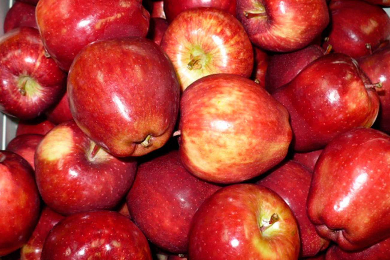Washington apples making a comeback Brunell Auburn Reporter