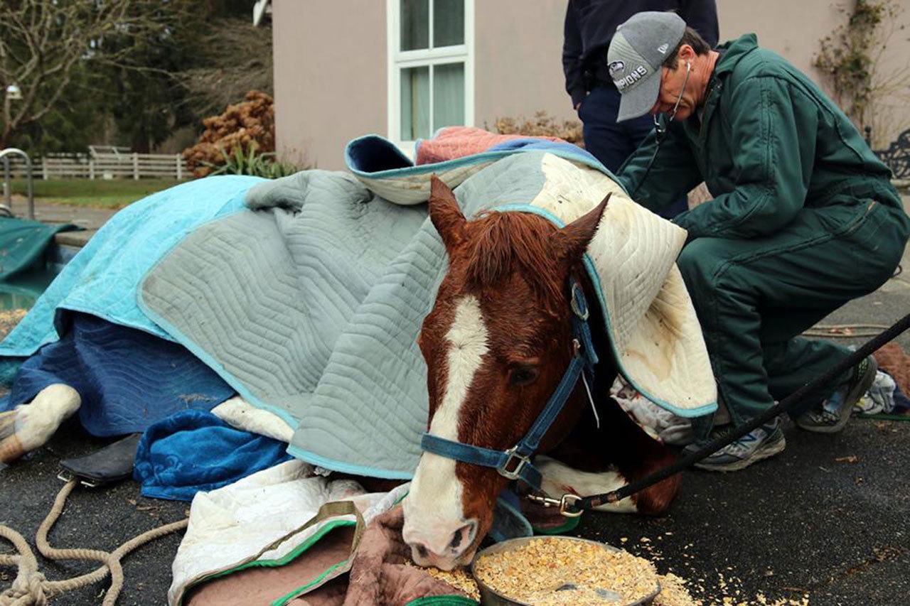 A veterinarian treats the horse after it was pulled from a swimming pool at a rural Auburn residence early Wednesday morning. COURTESY PHOTO, Mountain View Fire & Rescue