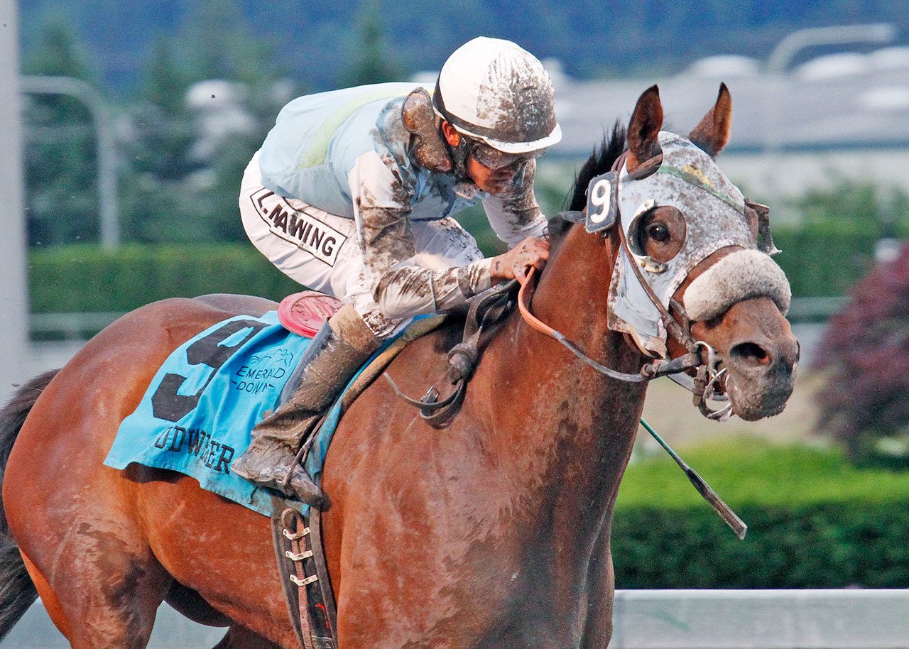 Superhorse Stryker Phd and Leslie Mawing will look to continue their winning ways in Friday’s $33,000 allowance race at Golden Gate Fields. COURTESY PHOTO, Emerald Downs