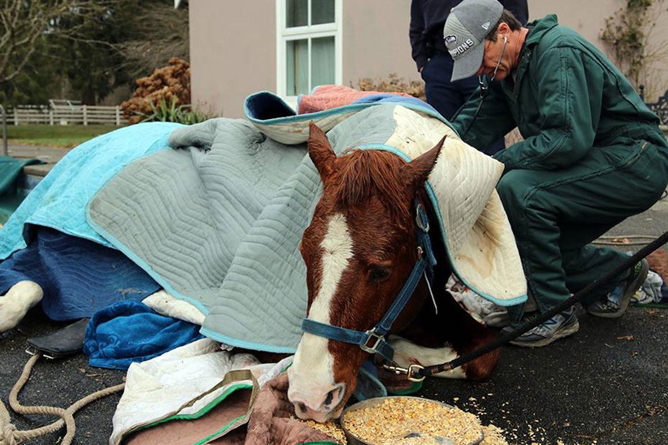 Neighbors, firefighters rescue horse