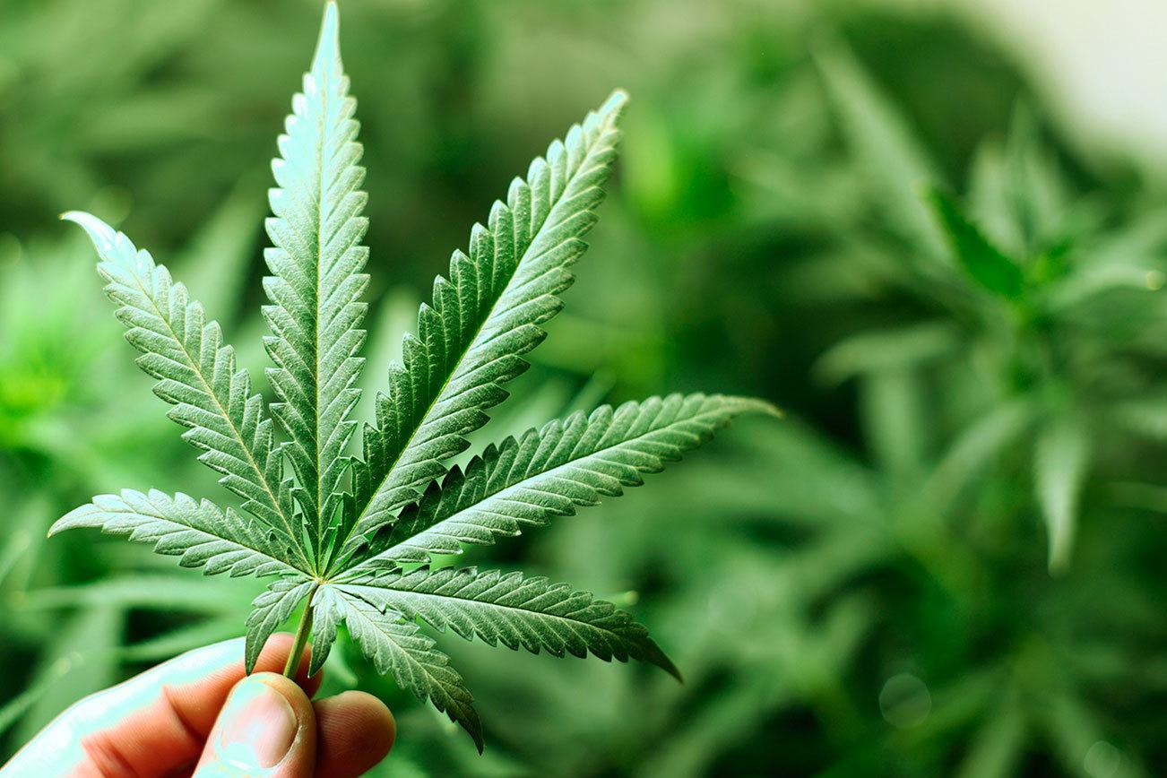 Thriving state marijuana market gets potful of legislative attention