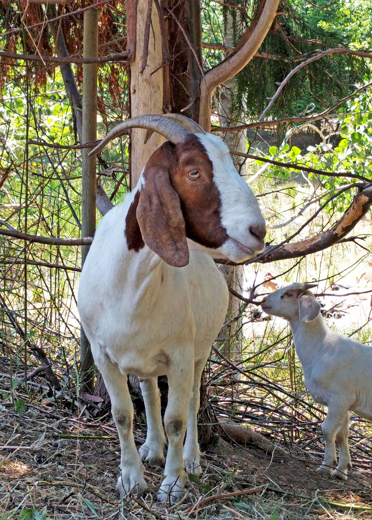 Two goats – a doe and kid – are part of the South King County Urban Agriculture Food Summit on March 17–18 at Highline College. COURTESY PHOTO