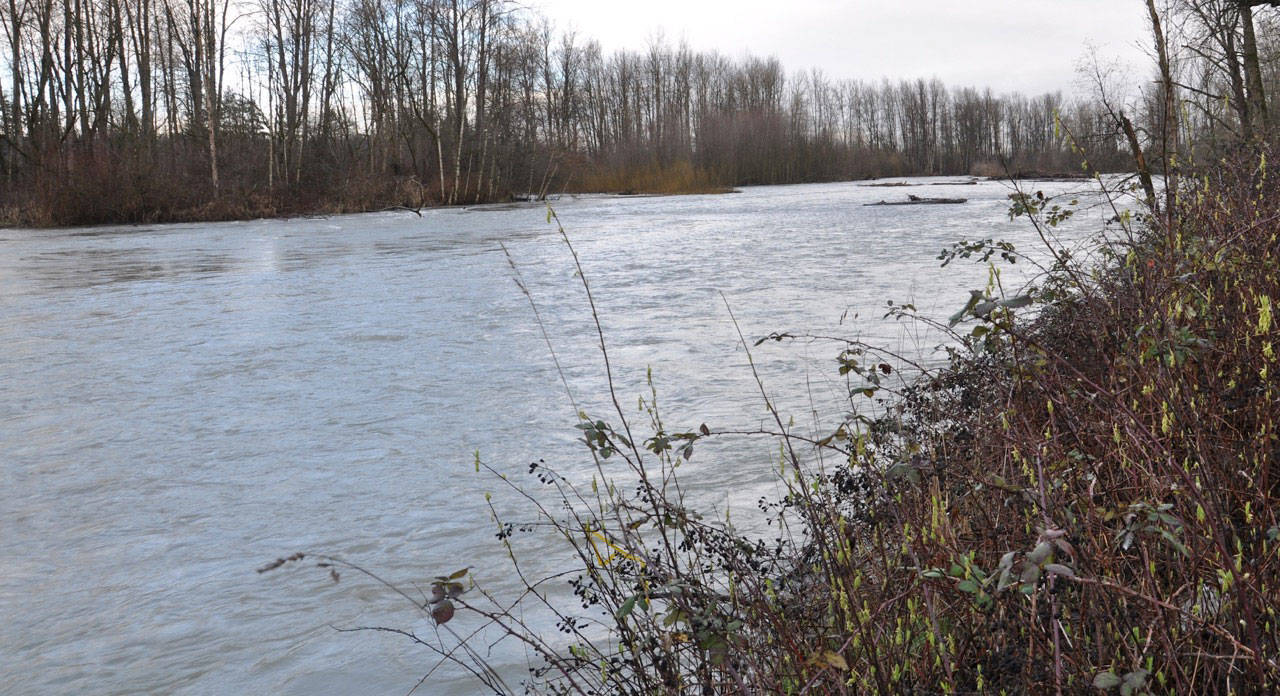The second – and final – season of work is starting along the White River at the Countyline Levee Setback Project, a major undertaking by the King County Flood Control District that will reduce flooding by restoring the river’s access to its historic floodplain. RACHEL CIAMPI, Auburn Reporter