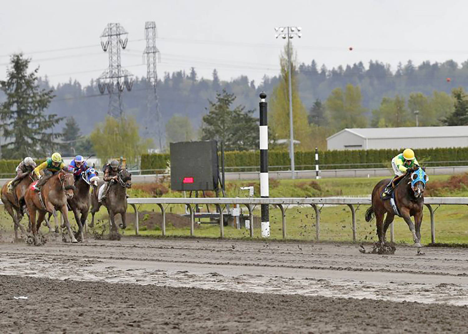 Invested Prospect dominated the field, romping to a five-length victory in Sunday’s $21,500 allowance feature for older fillies and mares at Emerald Downs. COURTESY PHOTO