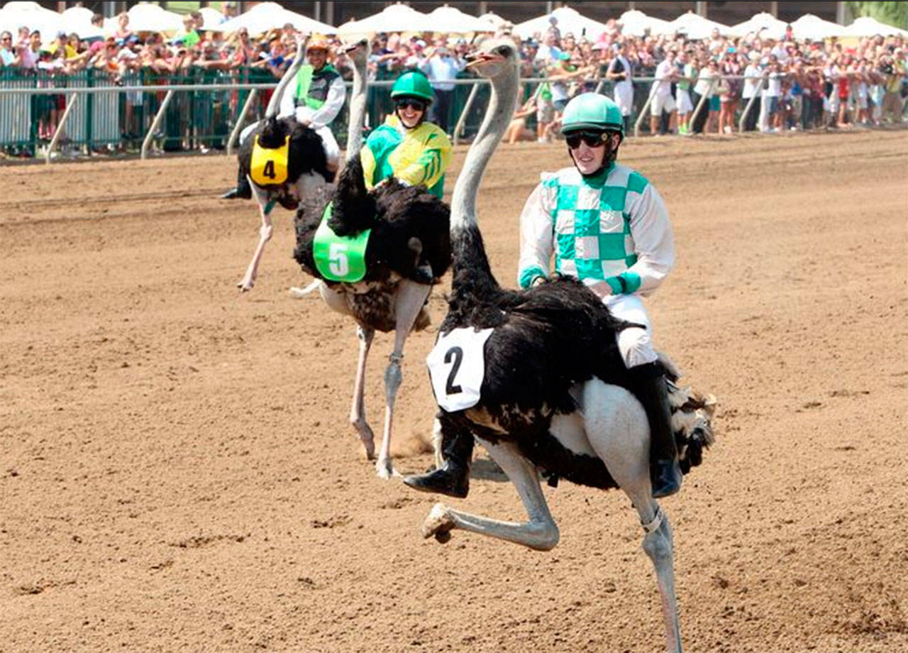 Camel, ostrich racing comes to Emerald Downs on Sunday | Notes