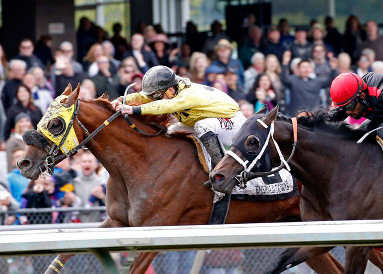 Sharkzilla (yellow) prevails in the Auburn Stakes earlier in the meet. COURTESY PHOTO, Emerald Downs