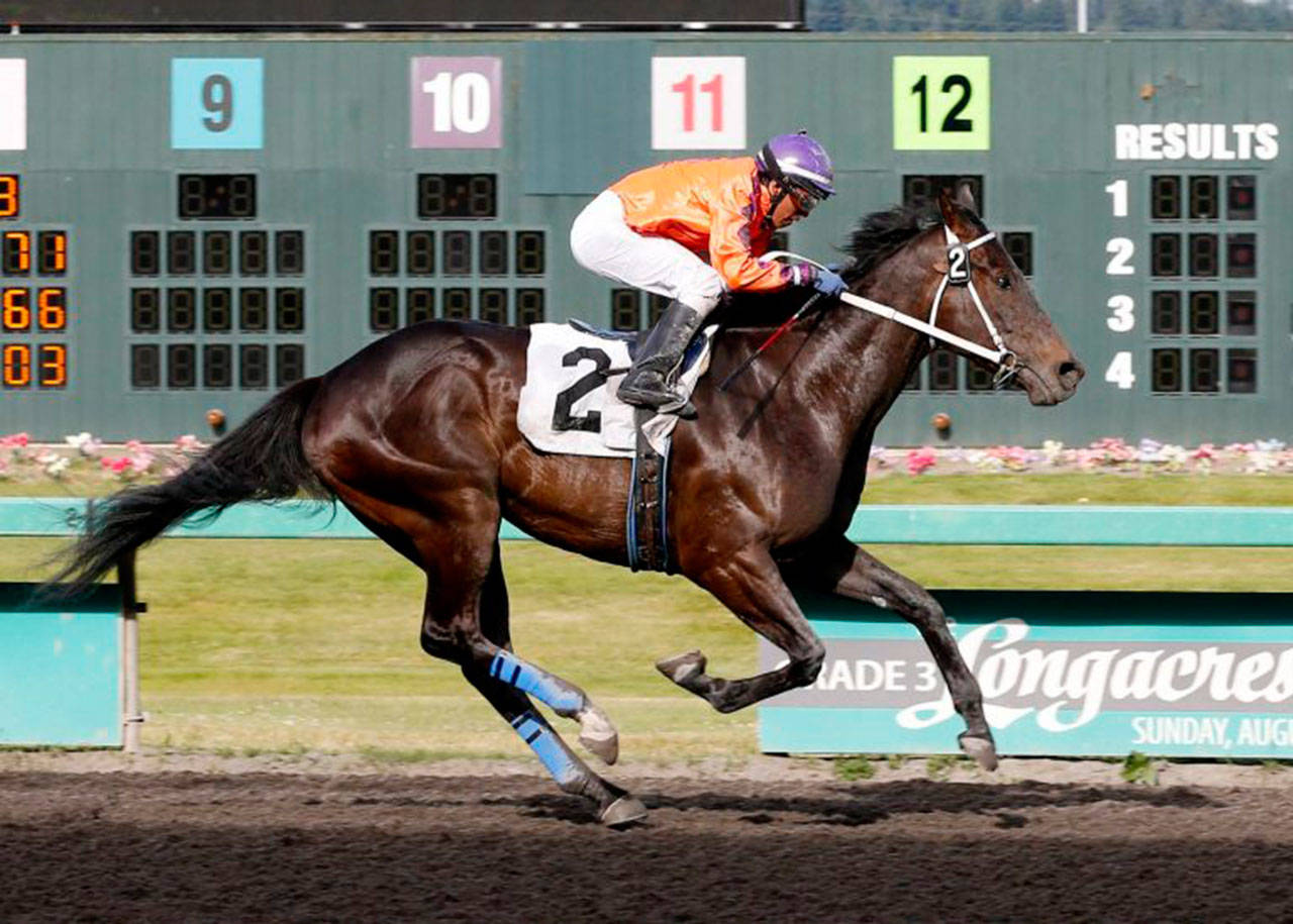 Viewingthegold, with Leonel Camacho-Flores up, storms to victory in the $15,200 Muckleshoot Casino Purse for 3-year-olds and up at Emerald Downs on Sunday. COURTESY PHOTO, Emerald Downs