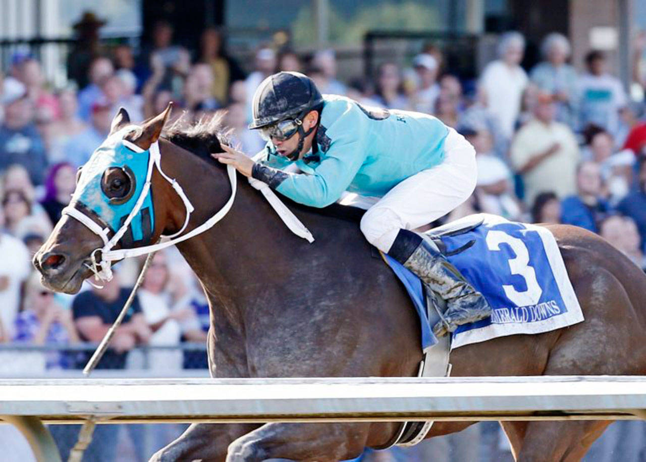 Mach One Rules has enjoyed a remarkable meet, delivering wins in the Budweiser Stakes and Mt. Rainier Stakes. COURTESY PHOTO, Emerald Downs