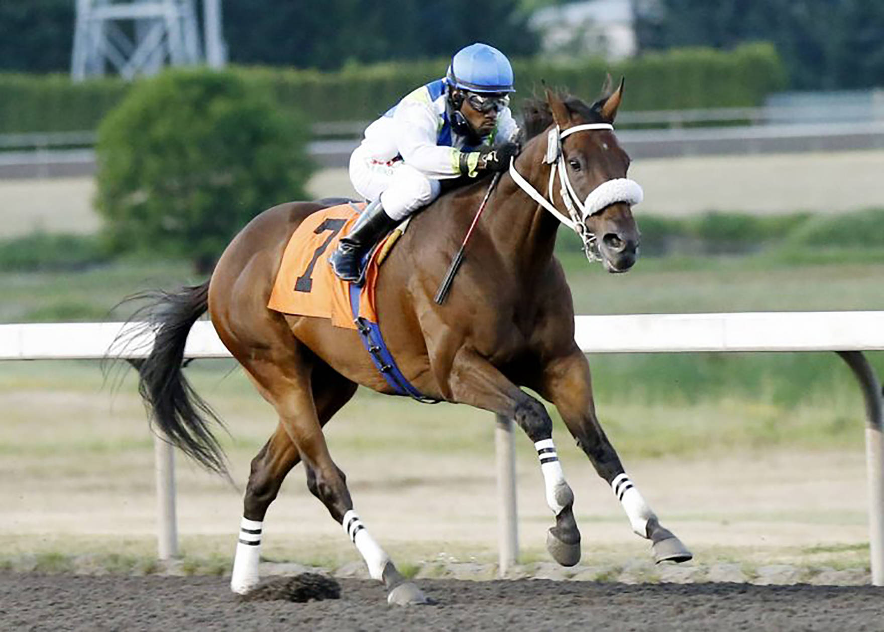 Mike Man’s Gold, with Rocco Bowen in the saddle, rolled to victory in the $15,600 Rotary Club of South Tacoma Purse at Emerald Downs on Friday. The 7-year-old gelding has won all three of his starts this meet and leads active horses with 15 career wins at the Auburn track. COURTESY PHOTO, Emerald Downs