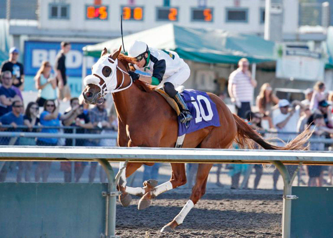 With Juan Gutierrez in the reins, Monydontspenitself romped to a 3¾-length victory in the $18,500 Muckleshoot Casino Purse for 3-year-olds Sunday at Emerald Downs. COURTESY PHOTO